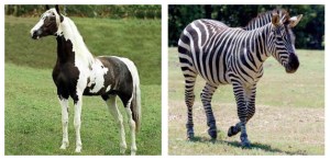 Zebras e cavalos Ok, é preciso usar rótulos para viver. E quando você não precisa mas quer?